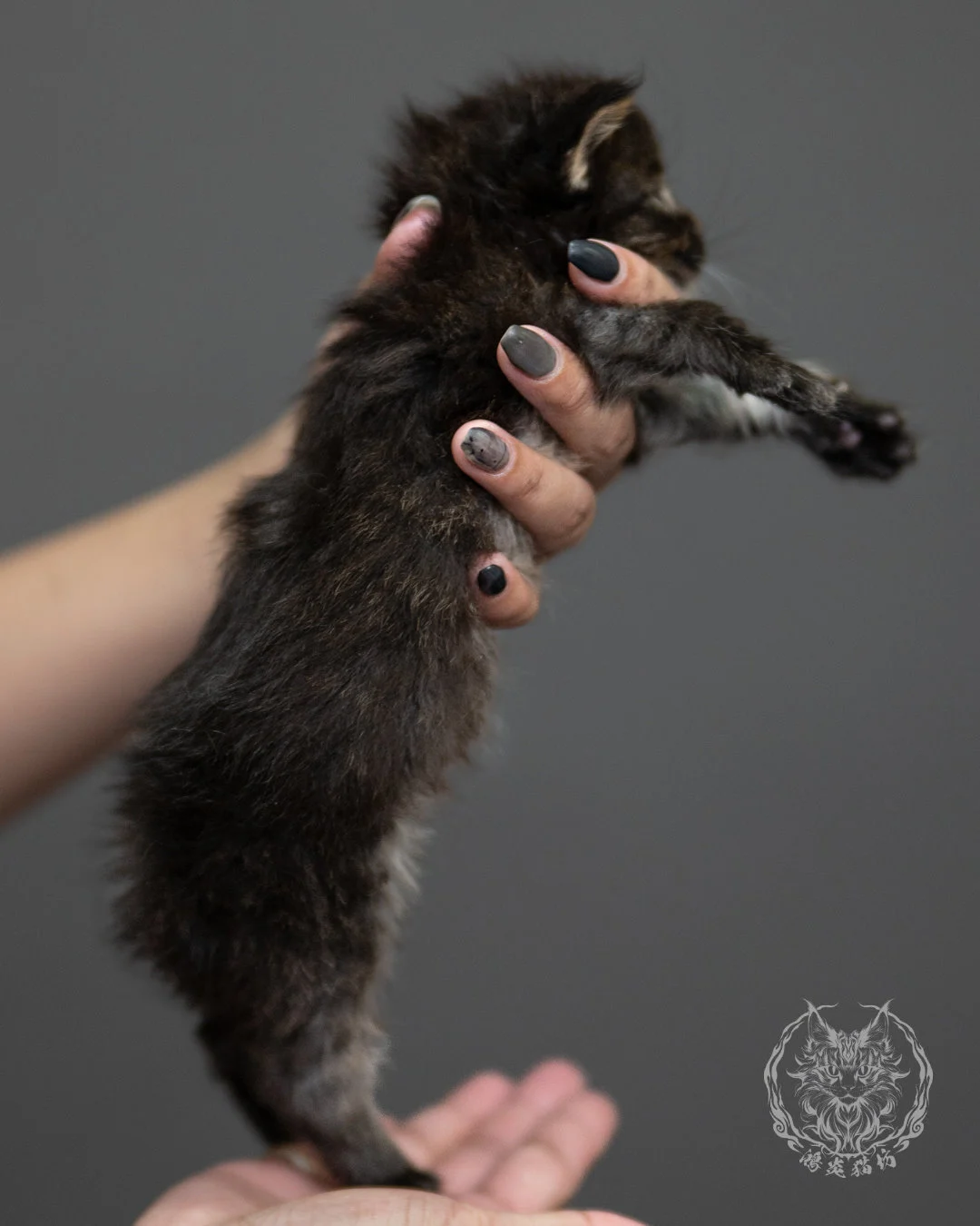 棕虎斑緬因貓 Brown Tabby Maine Coon 4weeks Side 10