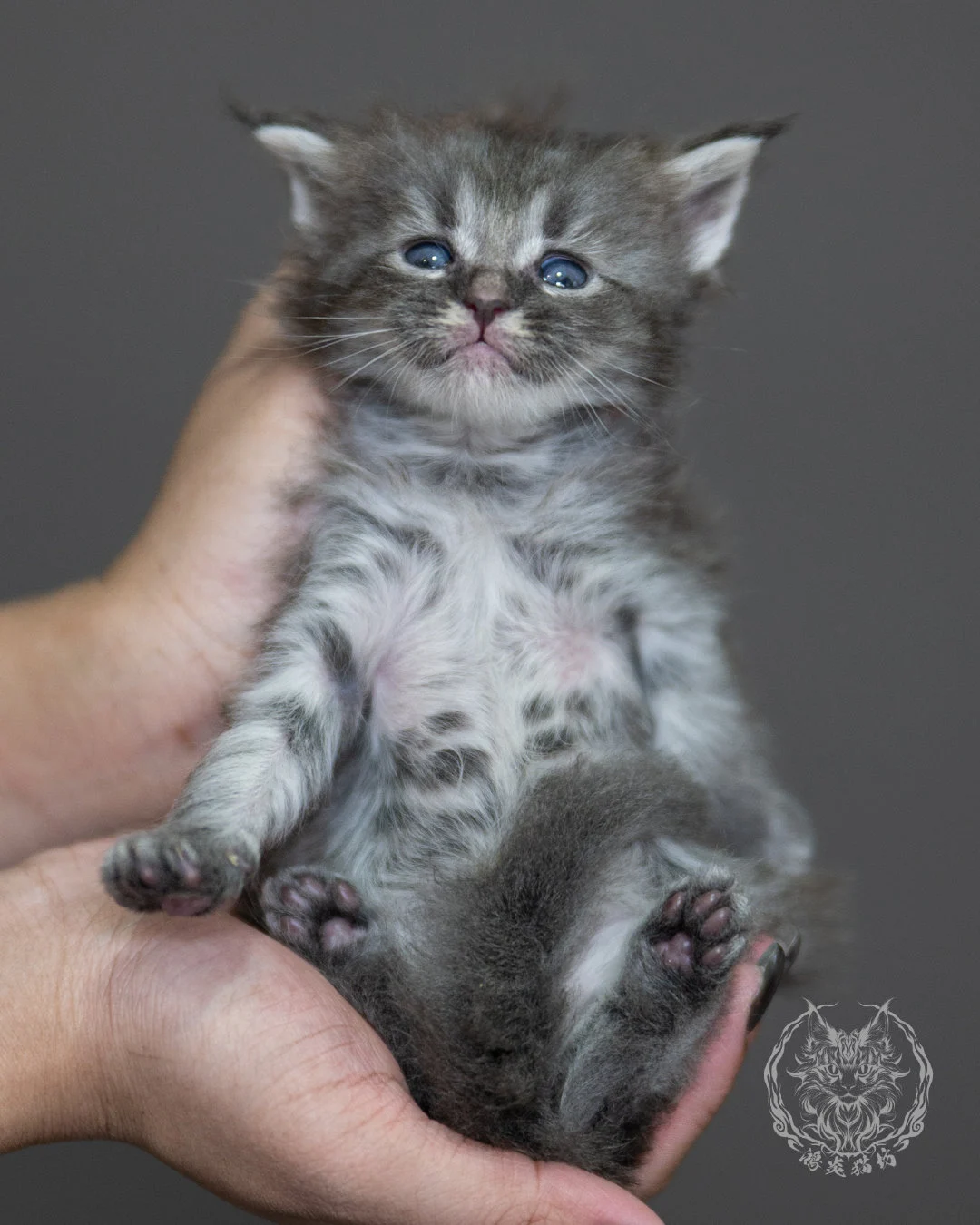 藍銀虎斑緬因貓 Blue Silver Tabby Maine Coon 4weeks Holding 5