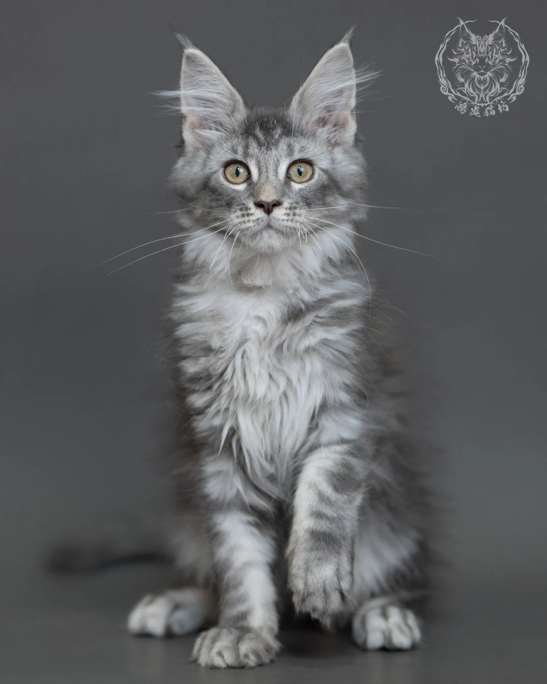 藍銀虎斑緬因貓 Blue Silver Tabby Maine Coon 3months Cattery Taichung 5
