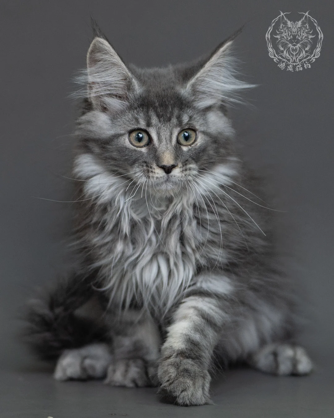 藍銀虎斑緬因貓 Blue Silver Tabby Maine Coon 3months Cattery Taichung 9