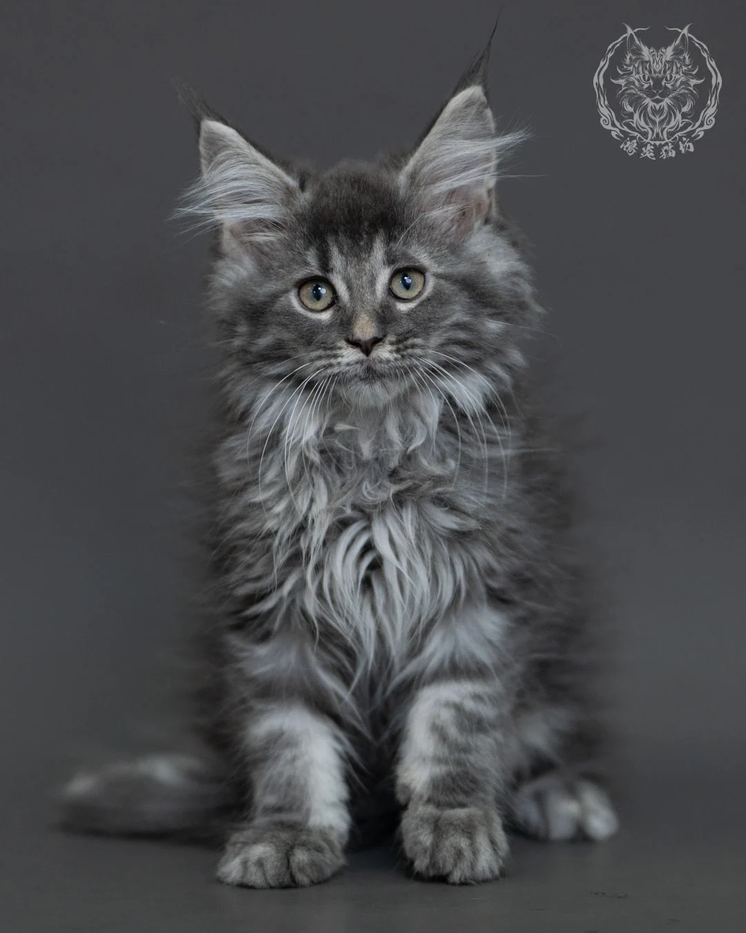 藍銀虎斑緬因貓 Blue Silver Tabby Maine Coon 3months Cattery Taichung 7