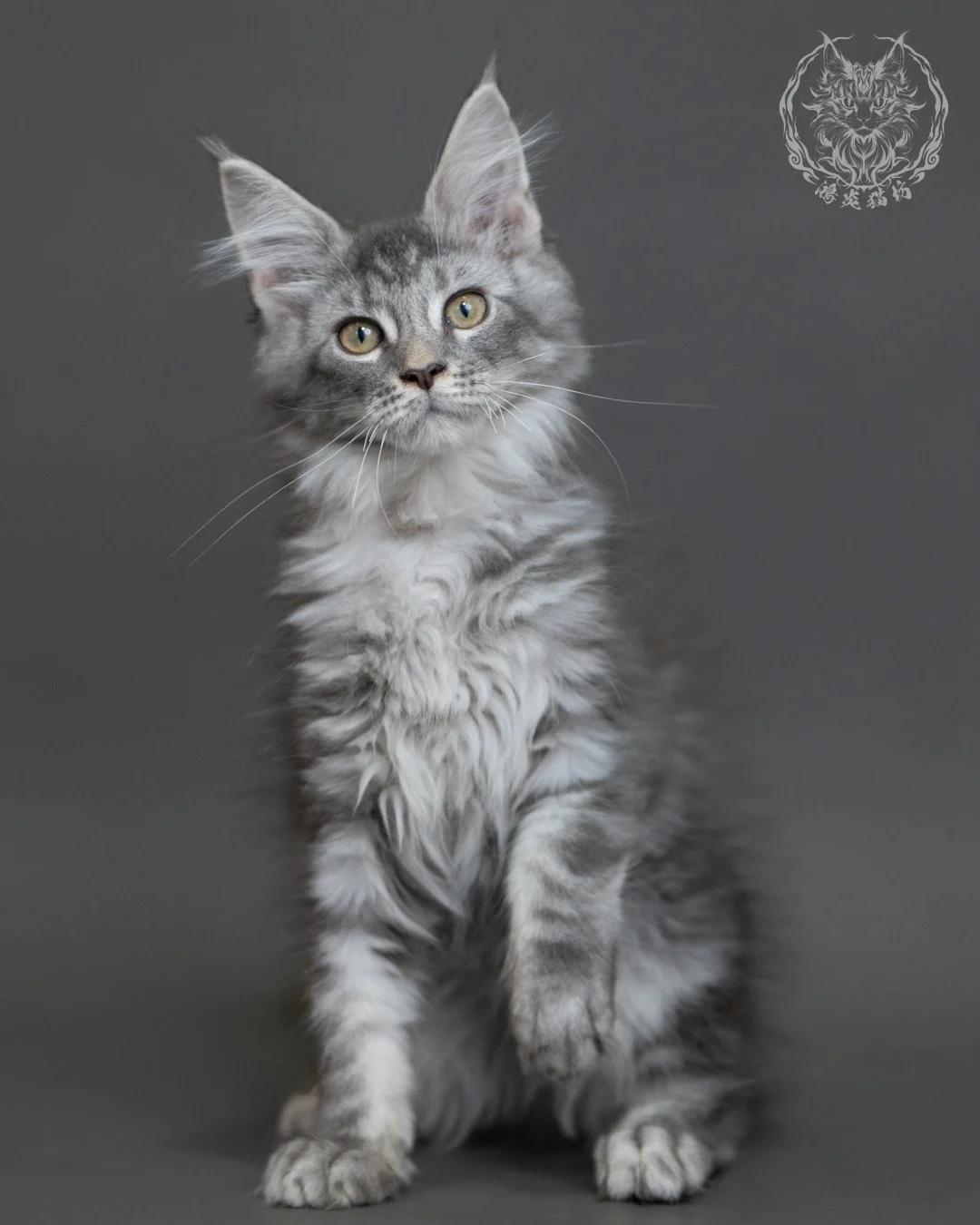 藍銀虎斑緬因貓 Blue Silver Tabby Maine Coon 3months Cattery Taichung 2