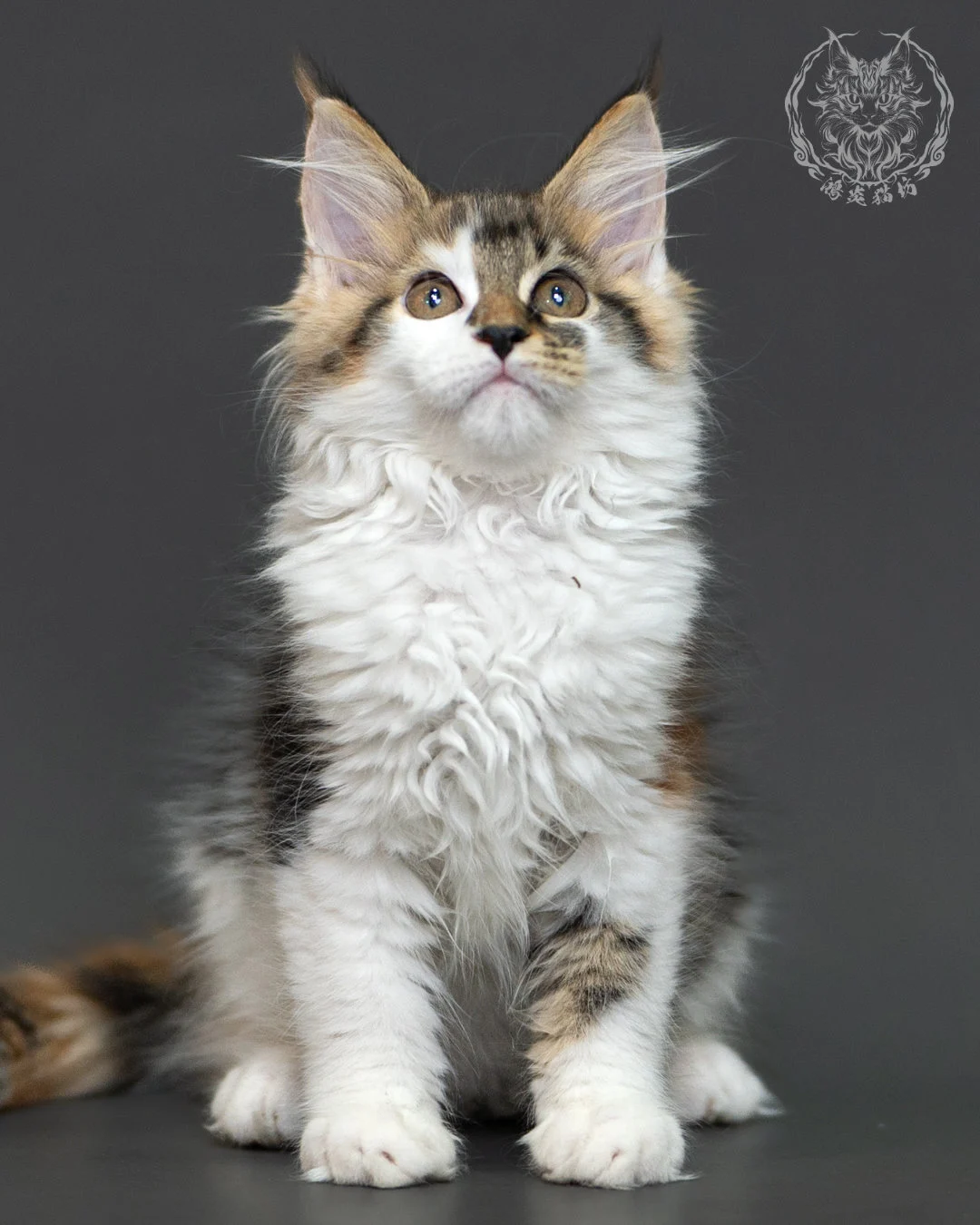 三花緬因貓 3個月紀錄 Calico Maine Coon Kitten 3months 5