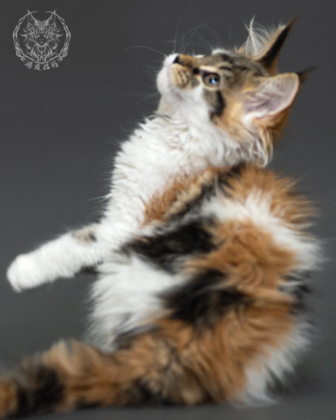 三花緬因貓 3個月紀錄 Calico Maine Coon Kitten 3months 1