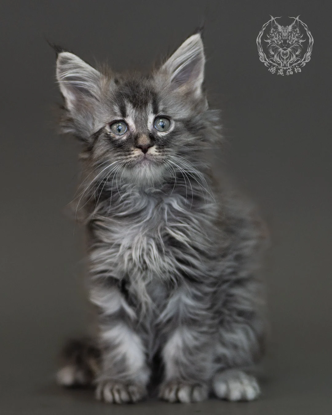 藍銀虎斑緬因貓 Blue Silver Tabby Maine Coon 2months Cattery Taichung 6