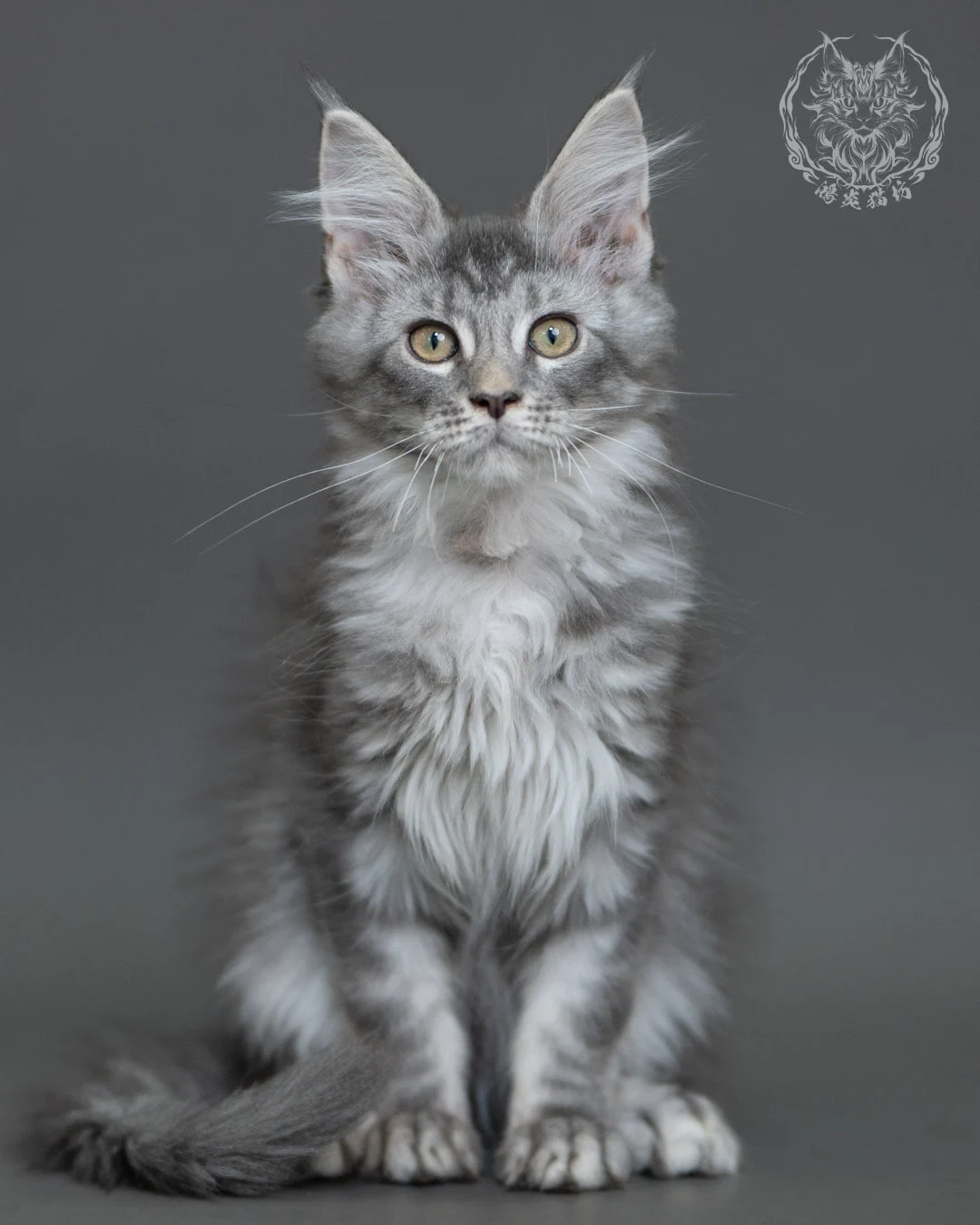 藍銀虎斑緬因貓 Blue Silver Tabby Maine Coon 3months Cattery Taichung 8