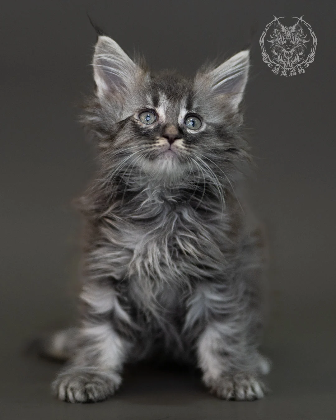 藍銀虎斑緬因貓 Blue Silver Tabby Maine Coon 2months Cattery Taichung 1