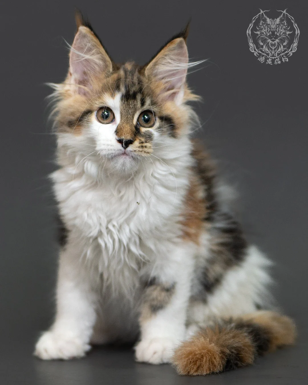 三花緬因貓 3個月紀錄 Calico Maine Coon Kitten 3months 2
