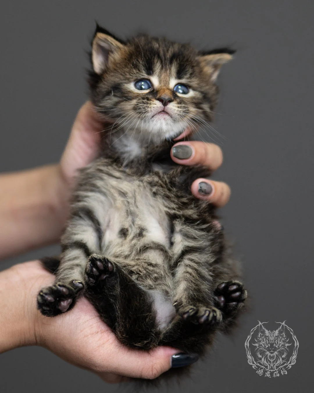 棕虎斑緬因貓 Brown Tabby Maine Coon 4weeks Side 2