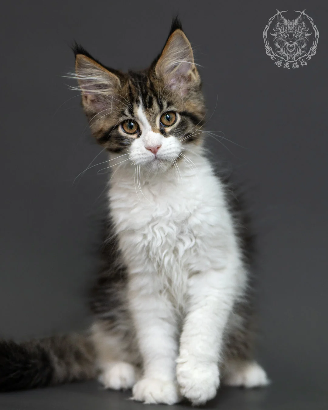 棕虎斑緬因貓 3個月紀錄 Brown Tabby Maine Coon Kitten 3months 3