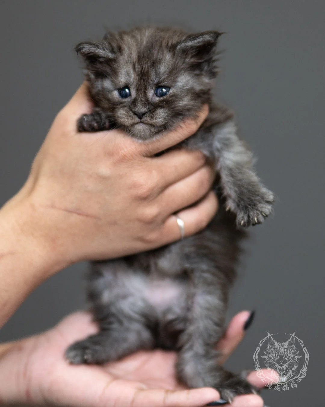 黑煙燻緬因貓 Black Smoke Maine Coon 4weeks Standing 5