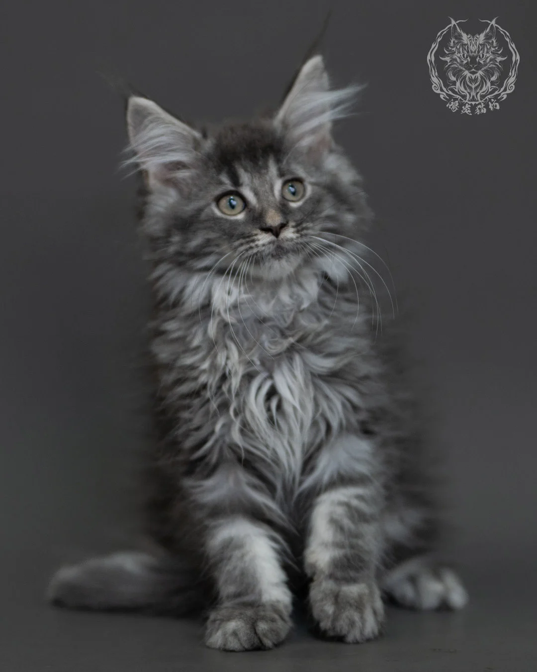 藍銀虎斑緬因貓 Blue Silver Tabby Maine Coon 3months Cattery Taichung 10