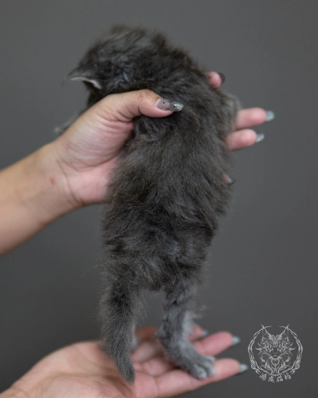 藍銀虎斑緬因貓 Blue Silver Tabby Maine Coon 4weeks Holding 12