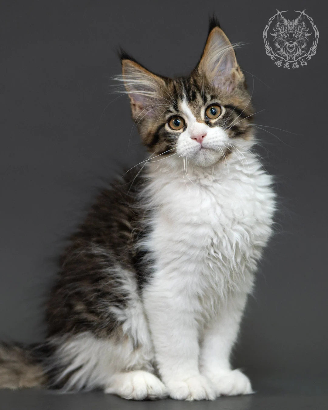 棕虎斑緬因貓 3個月紀錄 Brown Tabby Maine Coon Kitten 3months 13