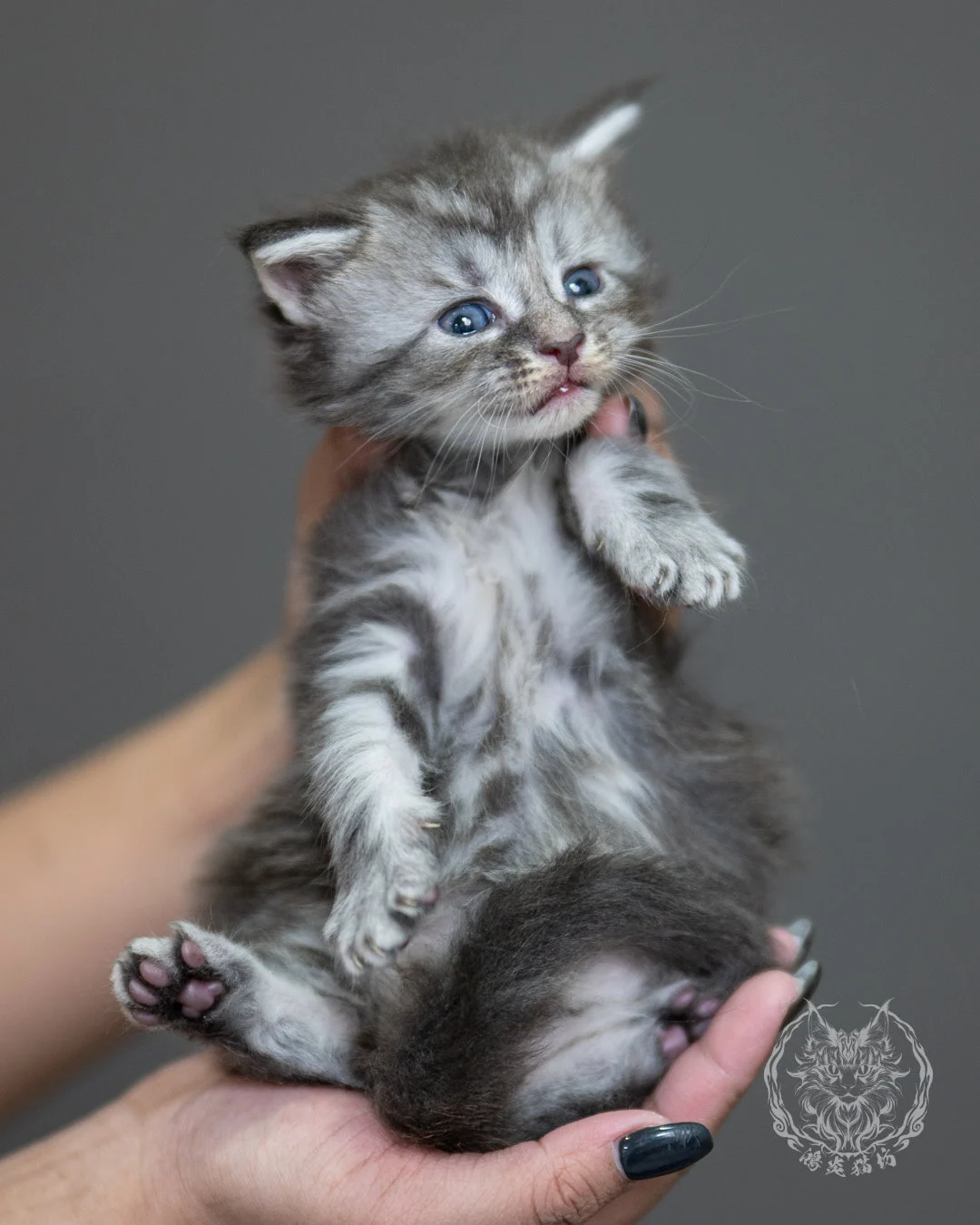 藍銀虎斑緬因貓 Blue Silver Tabby Maine Coon 4weeks Holding 6