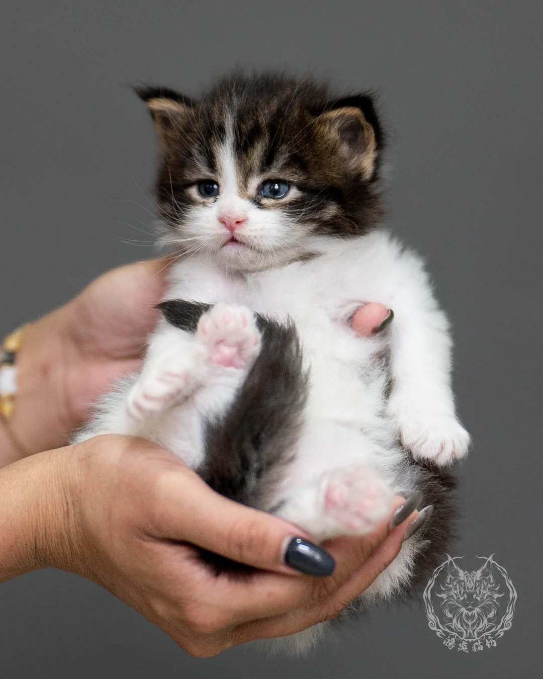 棕虎斑緬因貓 Brown Tabby Maine Coon 4weeks Record 3