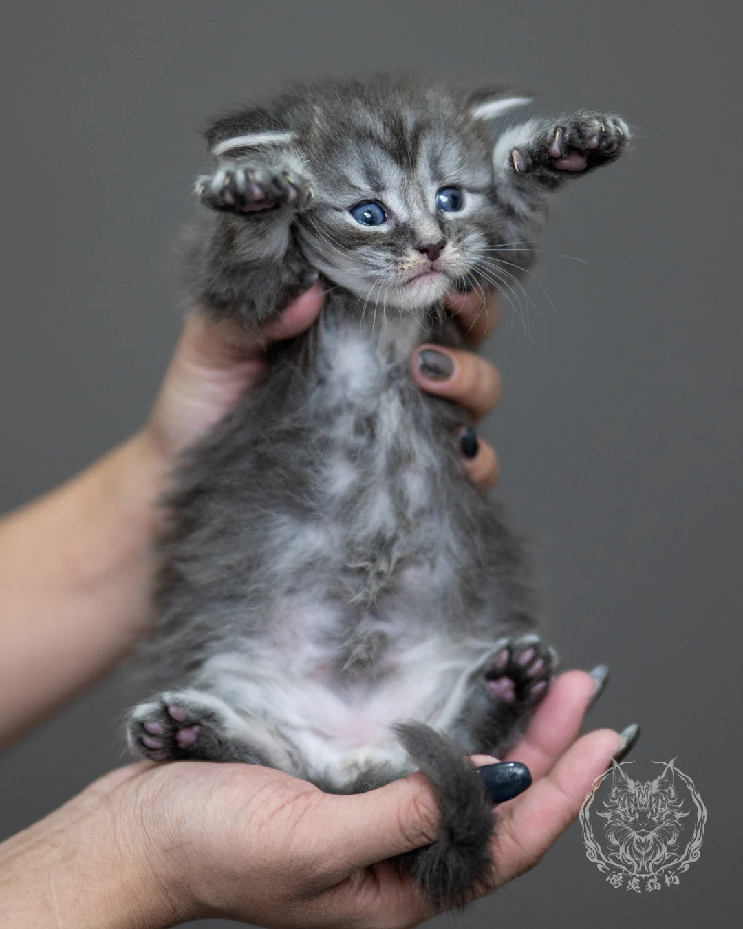 藍銀虎斑緬因貓 Blue Silver Tabby Maine Coon 4weeks Holding 9