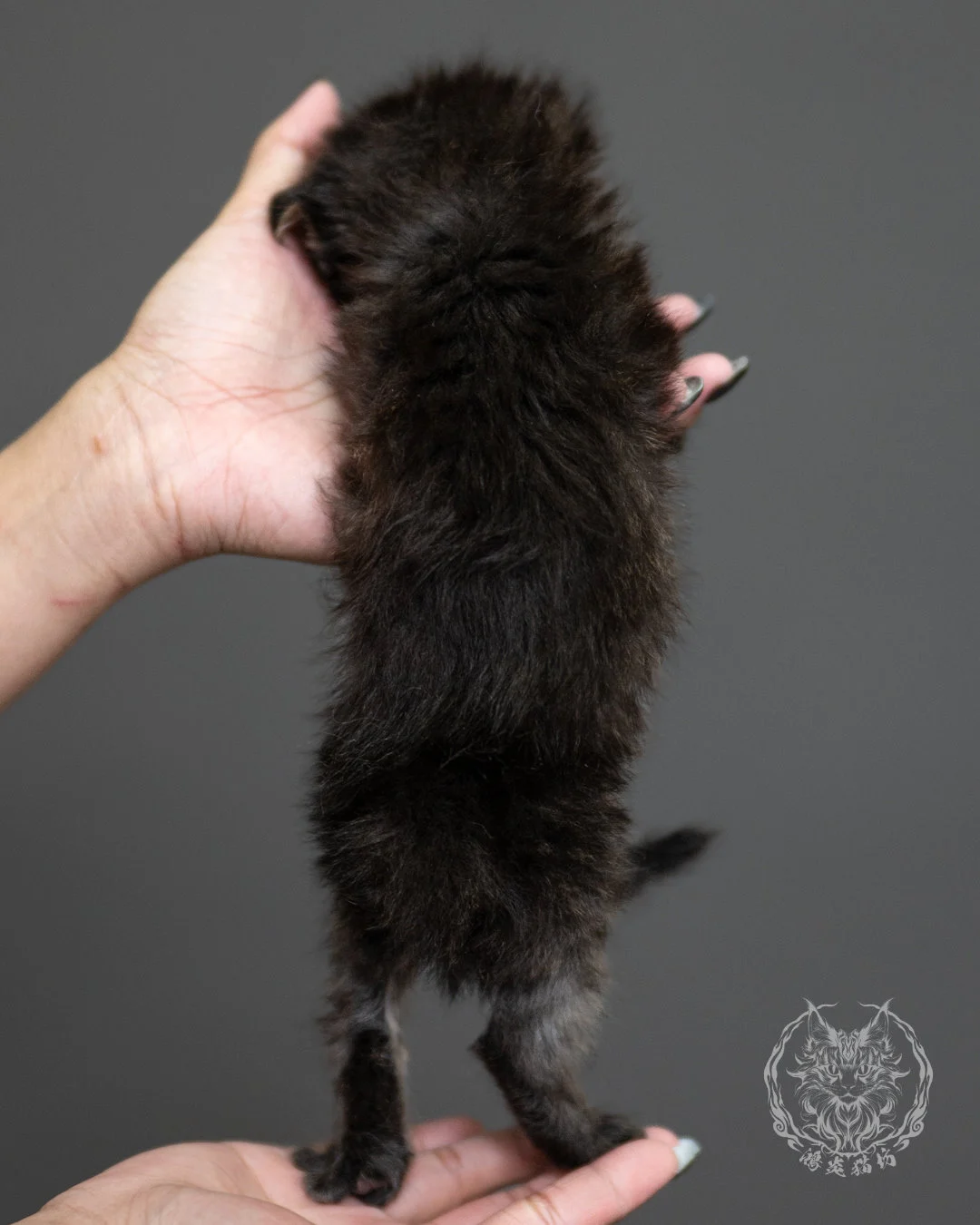 棕虎斑緬因貓 Brown Tabby Maine Coon 4weeks Side 11