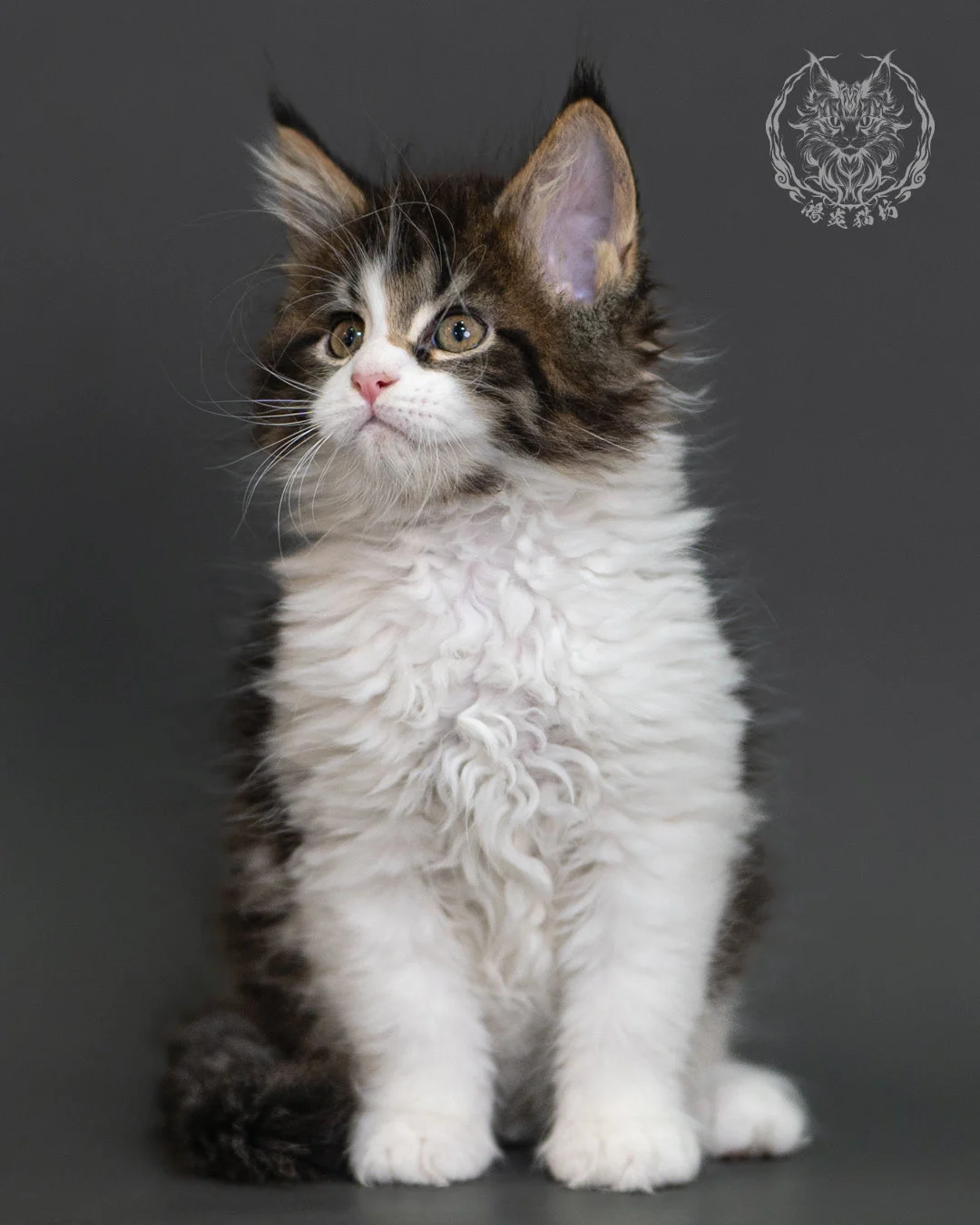 棕虎斑緬因貓 Brown Tabby Maine Coon 2months Cattery Taichung 4
