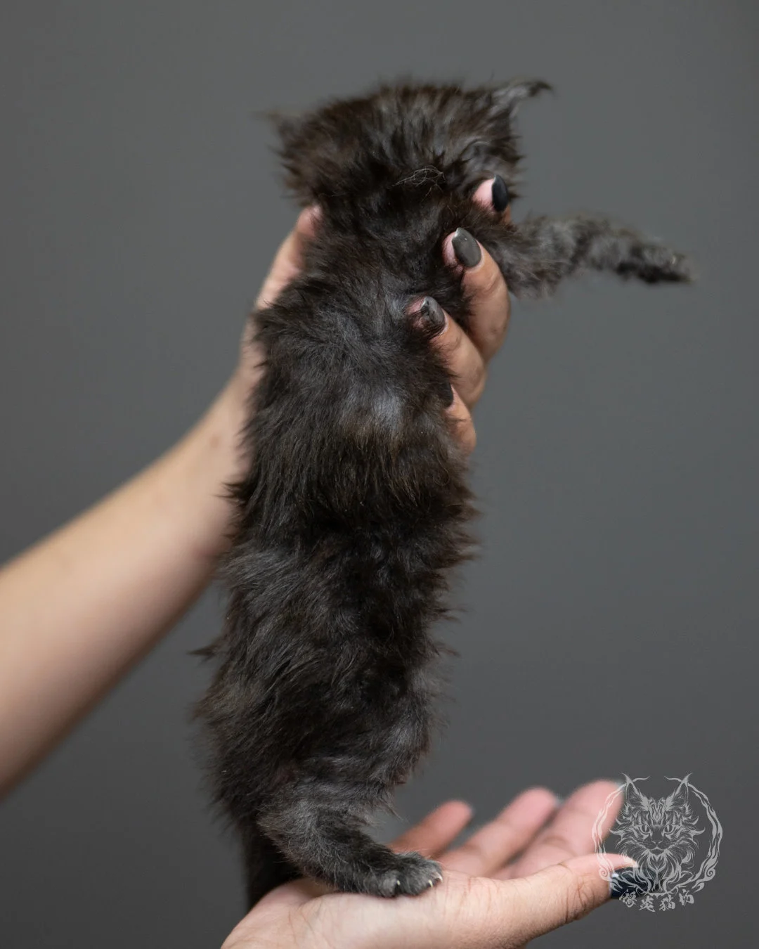 黑煙燻緬因貓 Black Smoke Maine Coon 4weeks Standing 10