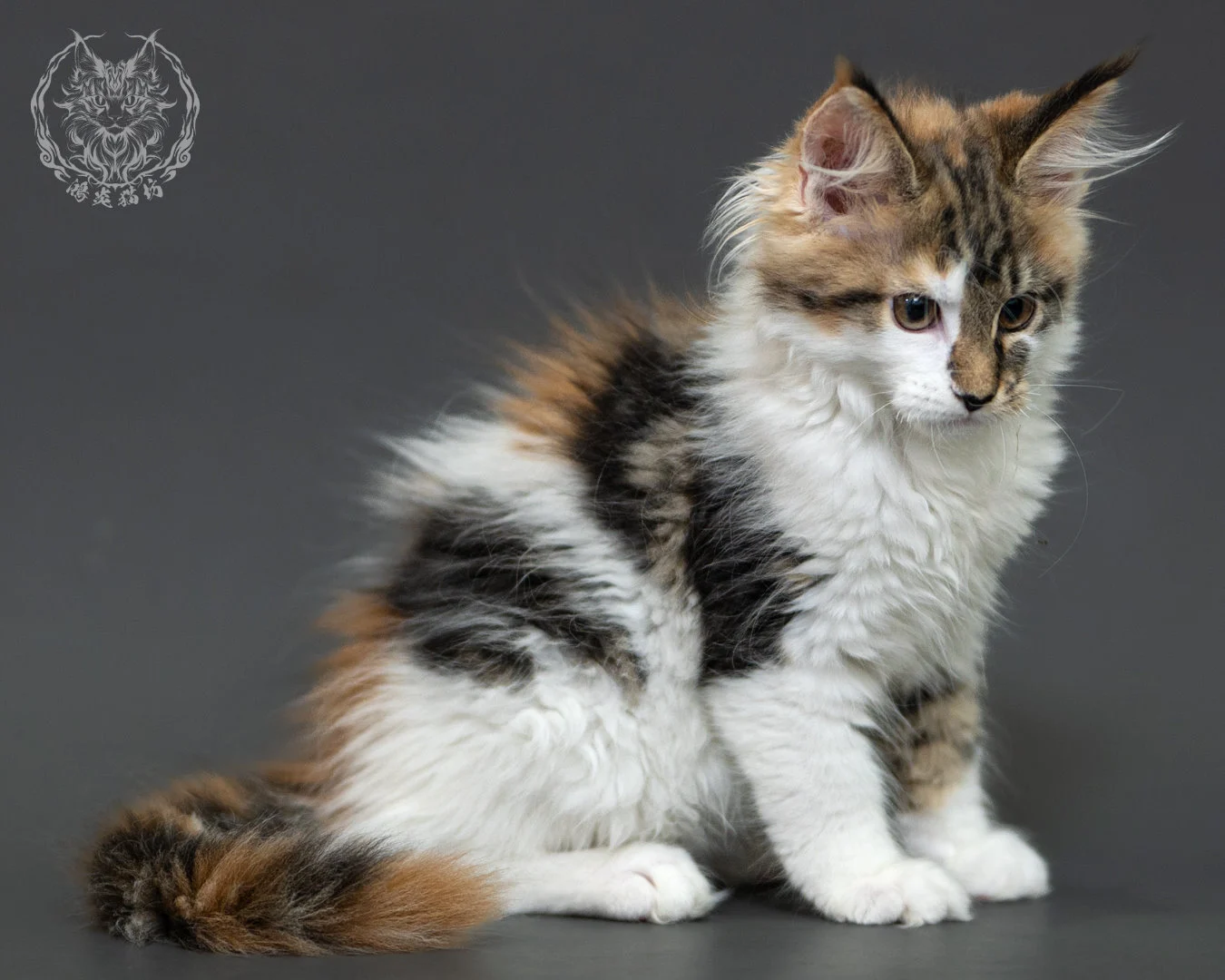 三花緬因貓 3個月紀錄 Calico Maine Coon Kitten 3months 10