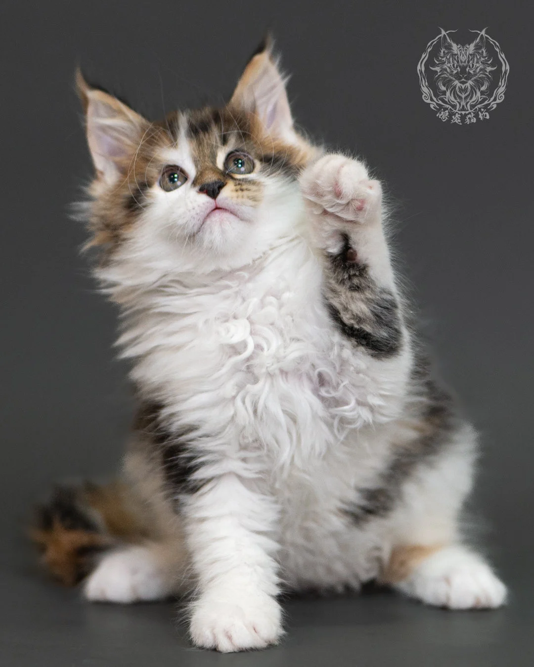 棕虎斑緬因貓(三花) Brown Tabby Calico Maine Coon 2months Cattery Taichung 4