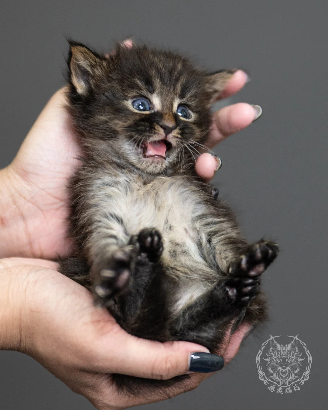 棕虎斑緬因貓 Brown Tabby Maine Coon 4weeks Side 2