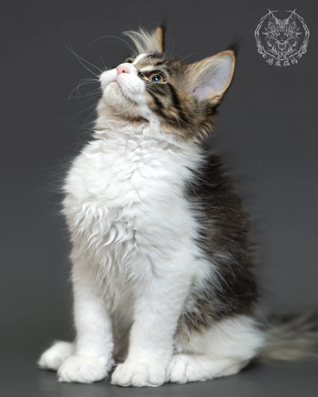 棕虎斑緬因貓 3個月紀錄 Brown Tabby Maine Coon Kitten 3months 16