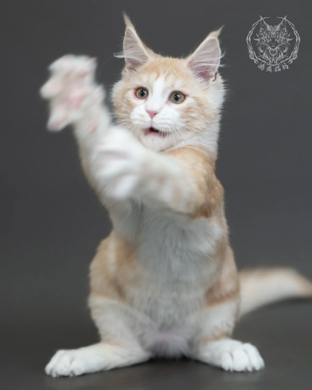 紅銀虎斑緬因貓 Red Silver Tabby Maine Coon 4halfmonths Cattery Taichung 12