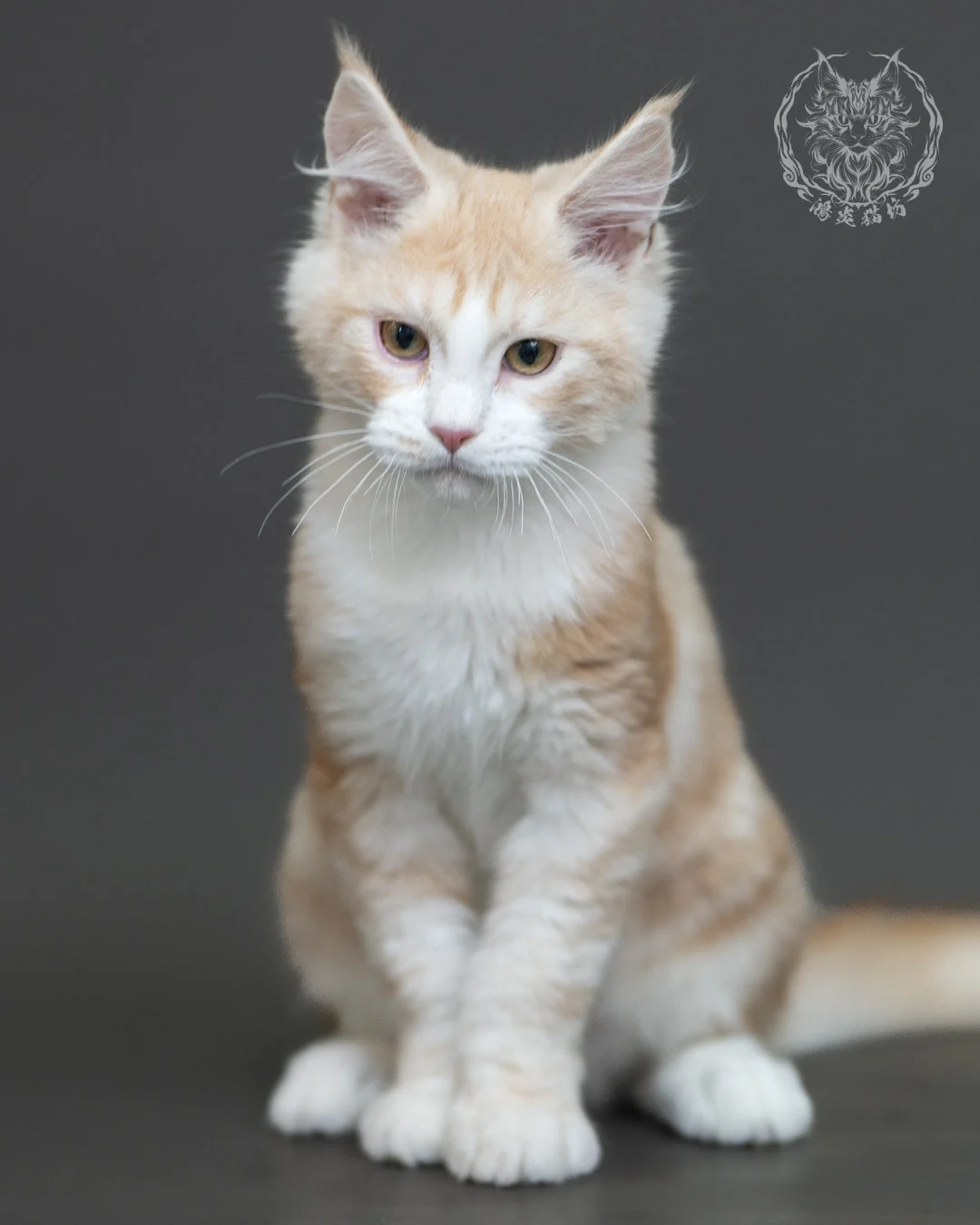 紅銀虎斑緬因貓 Red Silver Tabby Maine Coon 4halfmonths Cattery Taichung 9