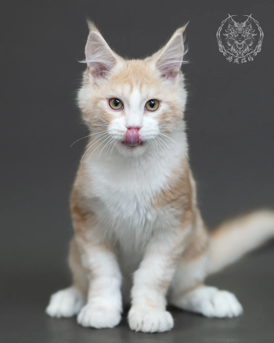 紅銀虎斑緬因貓 Red Silver Tabby Maine Coon 4halfmonths Cattery Taichung 10