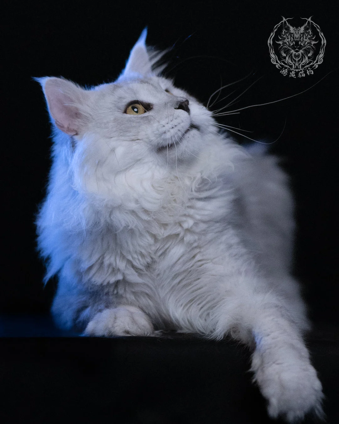 黑銀陰影緬因貓 Black Silver Shaded Maine Coon 1year4months Cattery Taichung 3