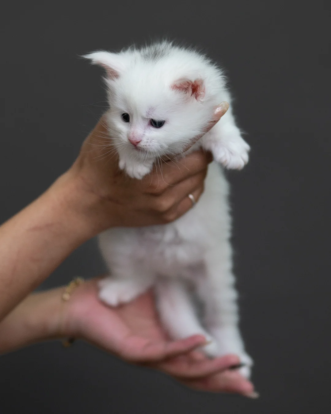 白色緬因貓 White Maine Coon 4weeks Cattery Taichung 3