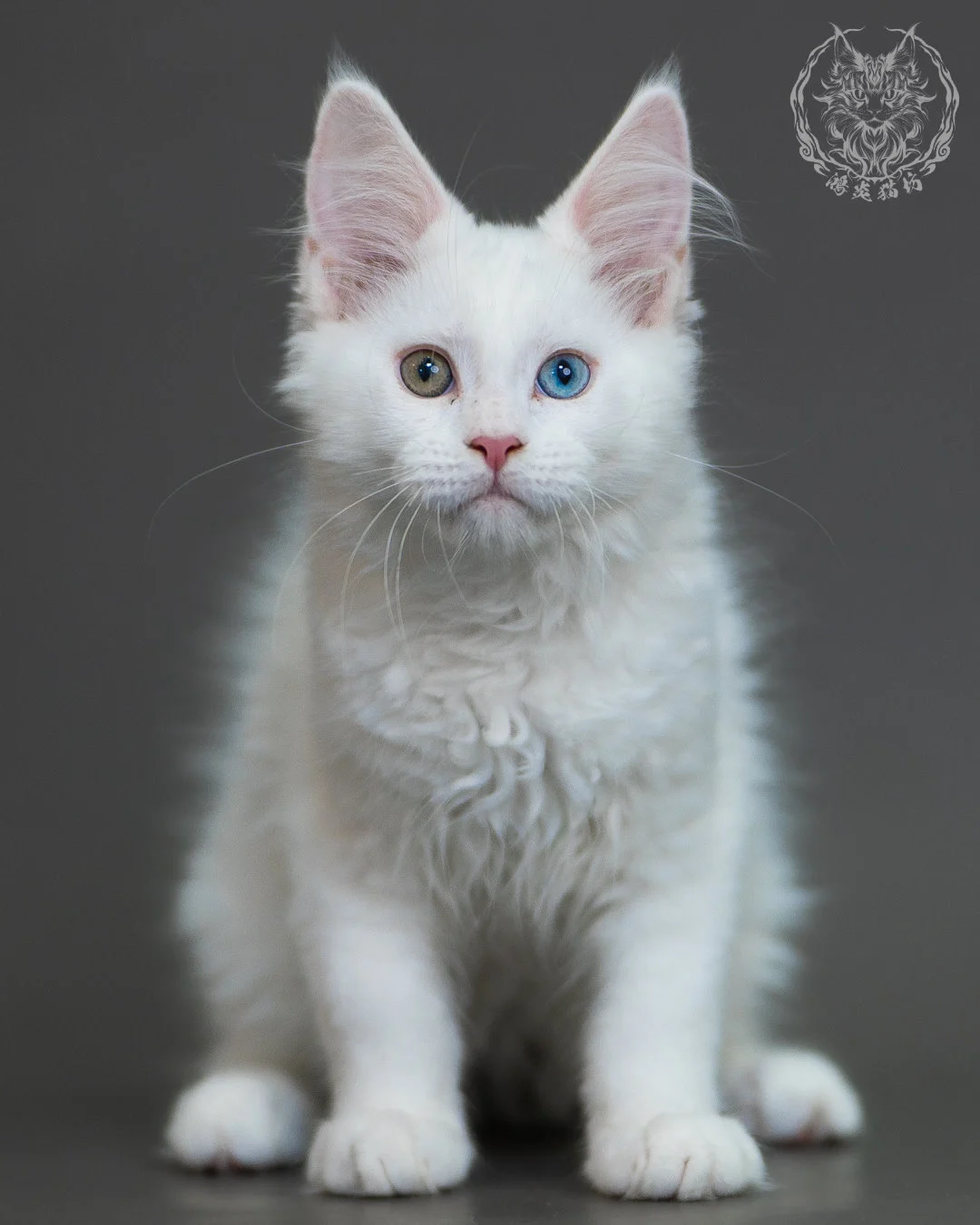 異瞳白色 Odd Eye White Maine Coon 3months 17