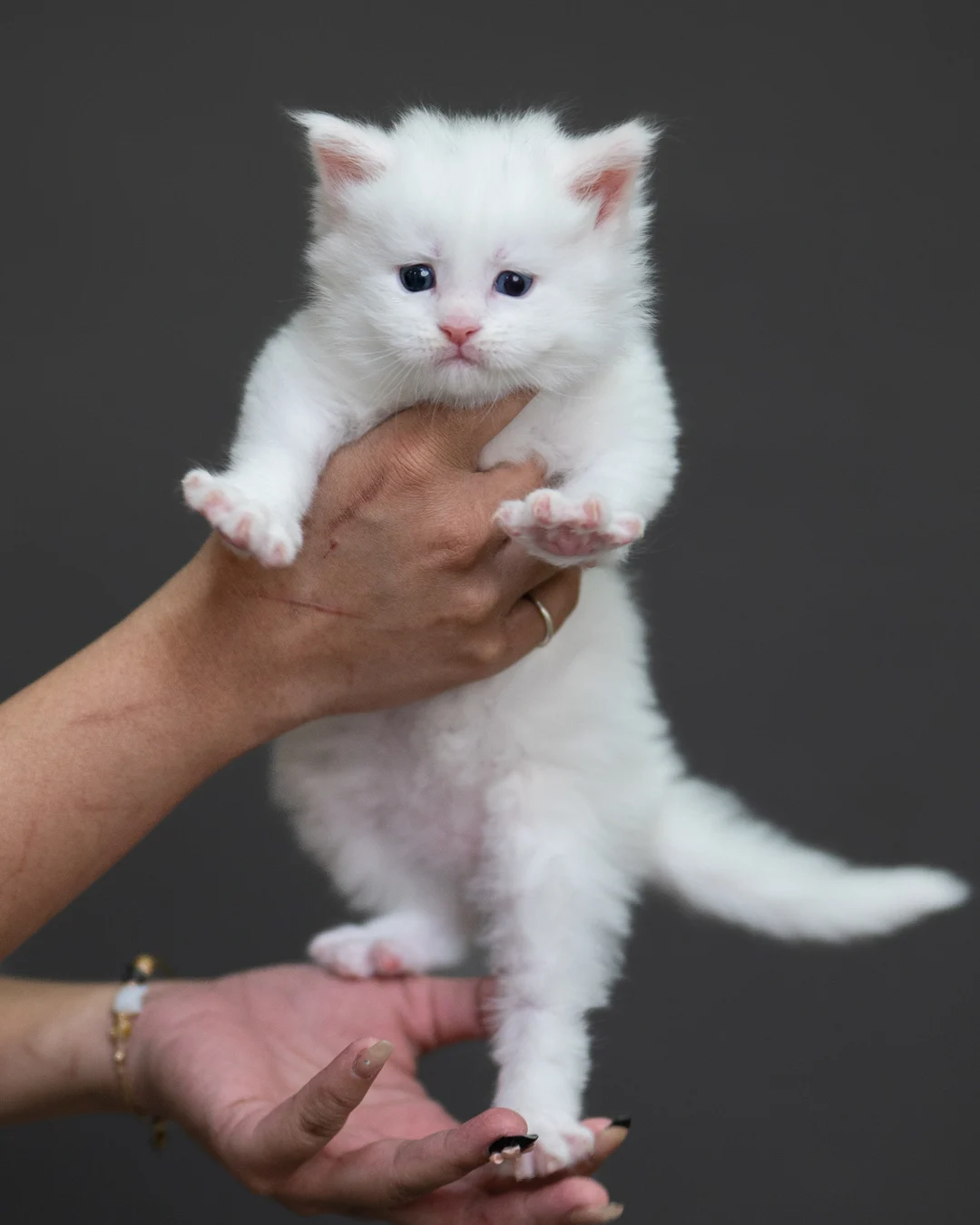 白色緬因貓 White Maine Coon 4weeks Cattery Taichung 10