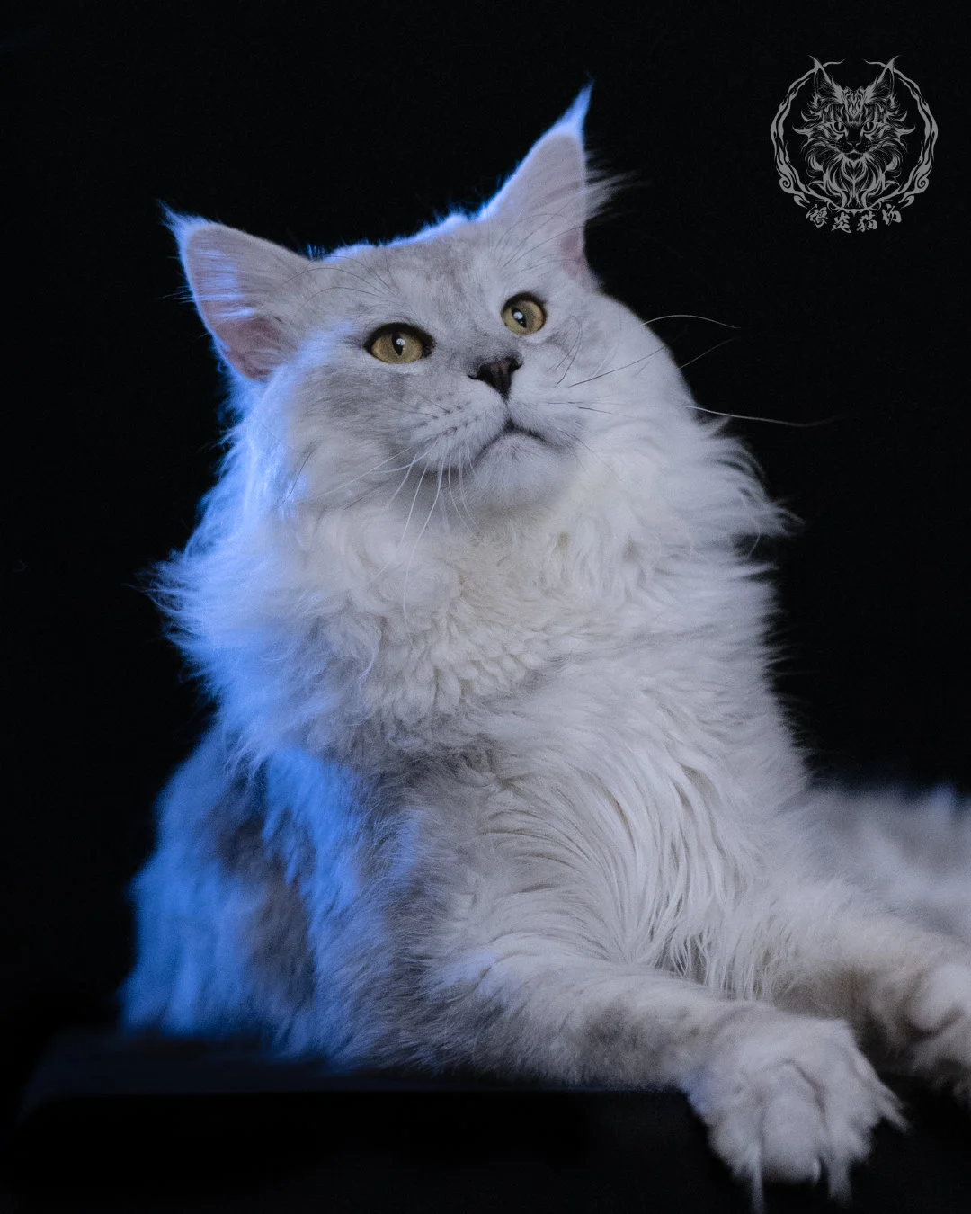 黑銀陰影緬因貓 Black Silver Shaded Maine Coon 1year4months Cattery Taichung 7
