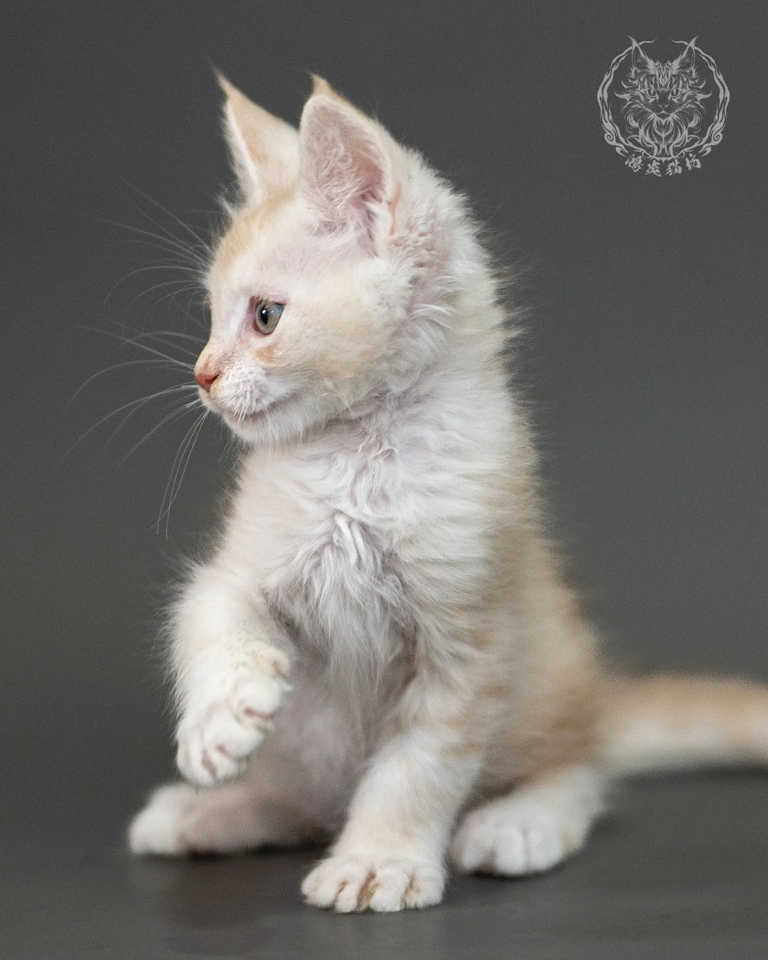 紅銀虎斑緬因貓 Red Silver Tabby Maine Coon 2months Closeup 14