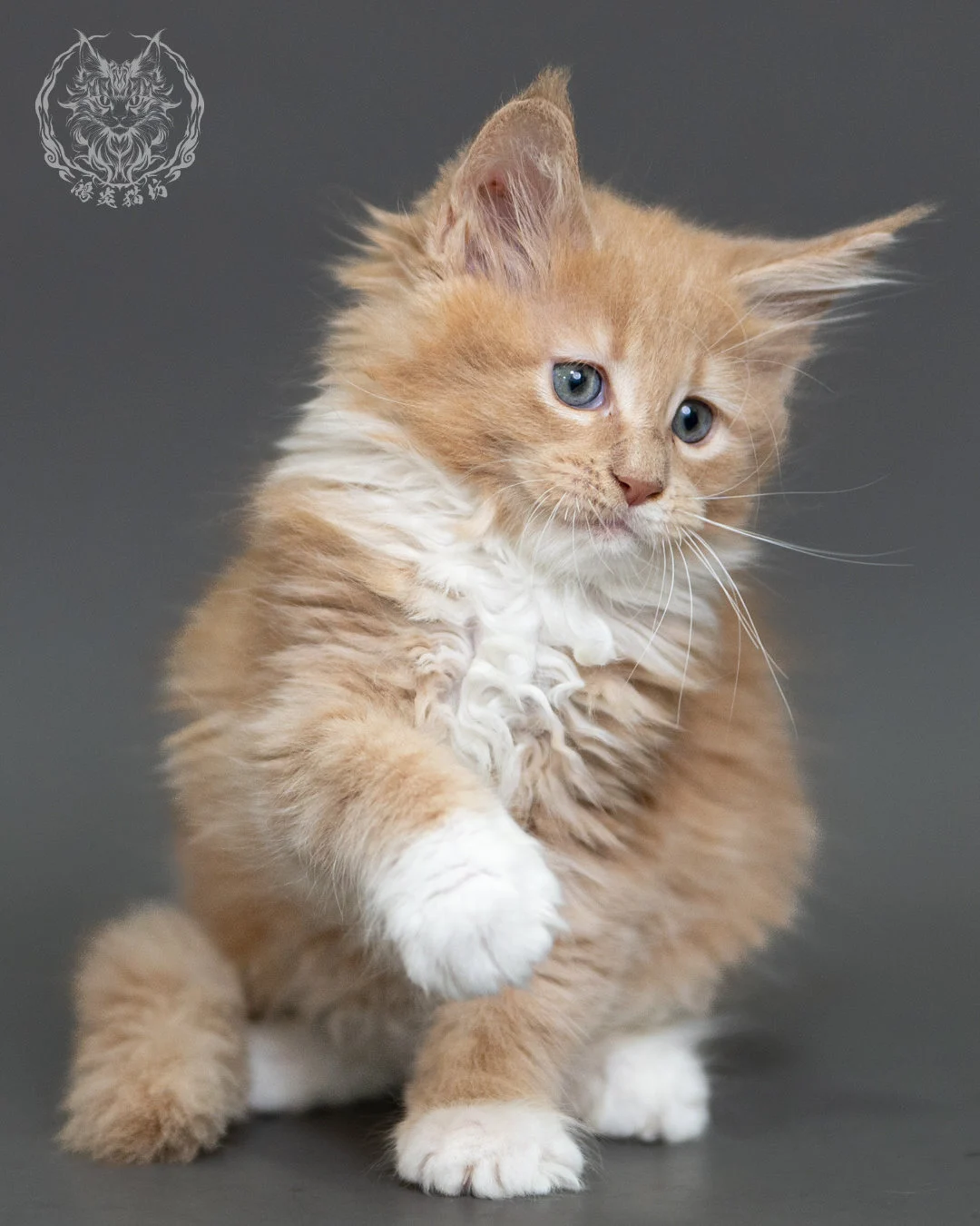 奶油虎斑緬因貓 Cream Tabby Maine Coon 2months Cattery Taichung 10