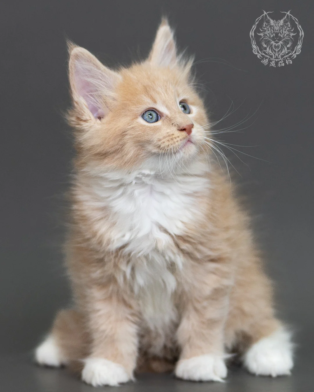 奶油虎斑緬因貓 Cream Tabby Maine Coon 2months Cattery Taichung 6
