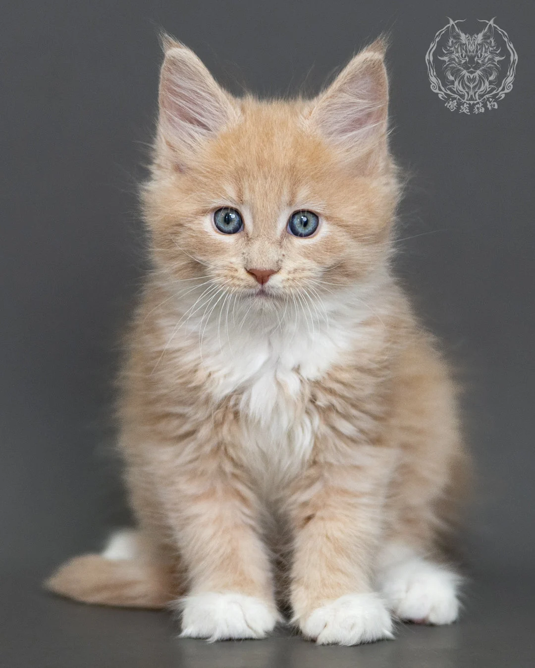 奶油虎斑緬因貓 Cream Tabby Maine Coon 2months Cattery Taichung 13