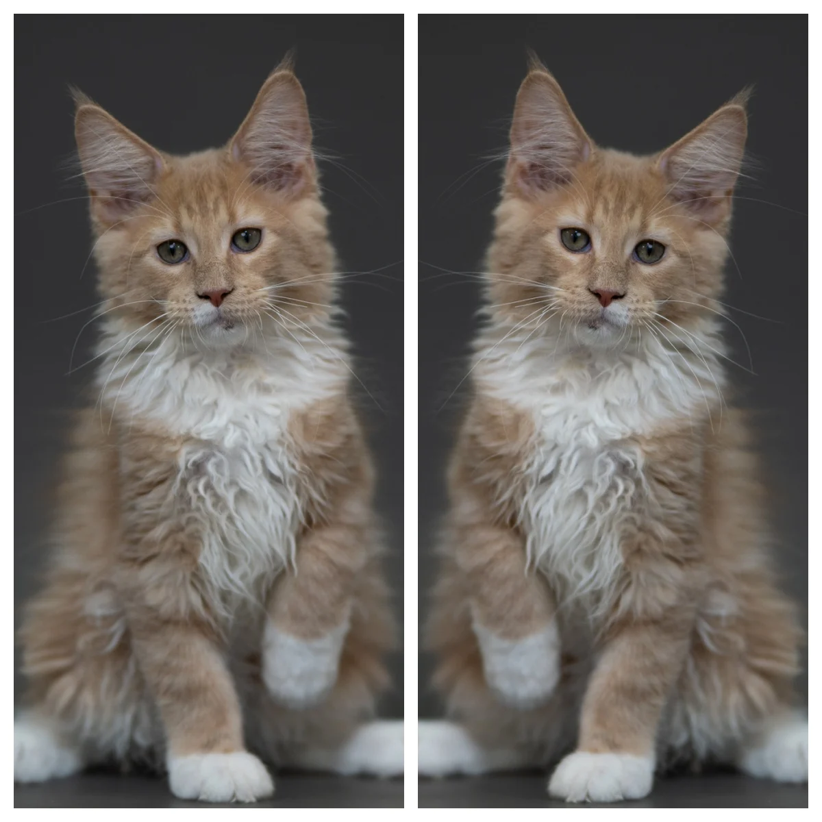 奶油虎斑緬因貓3個月記錄