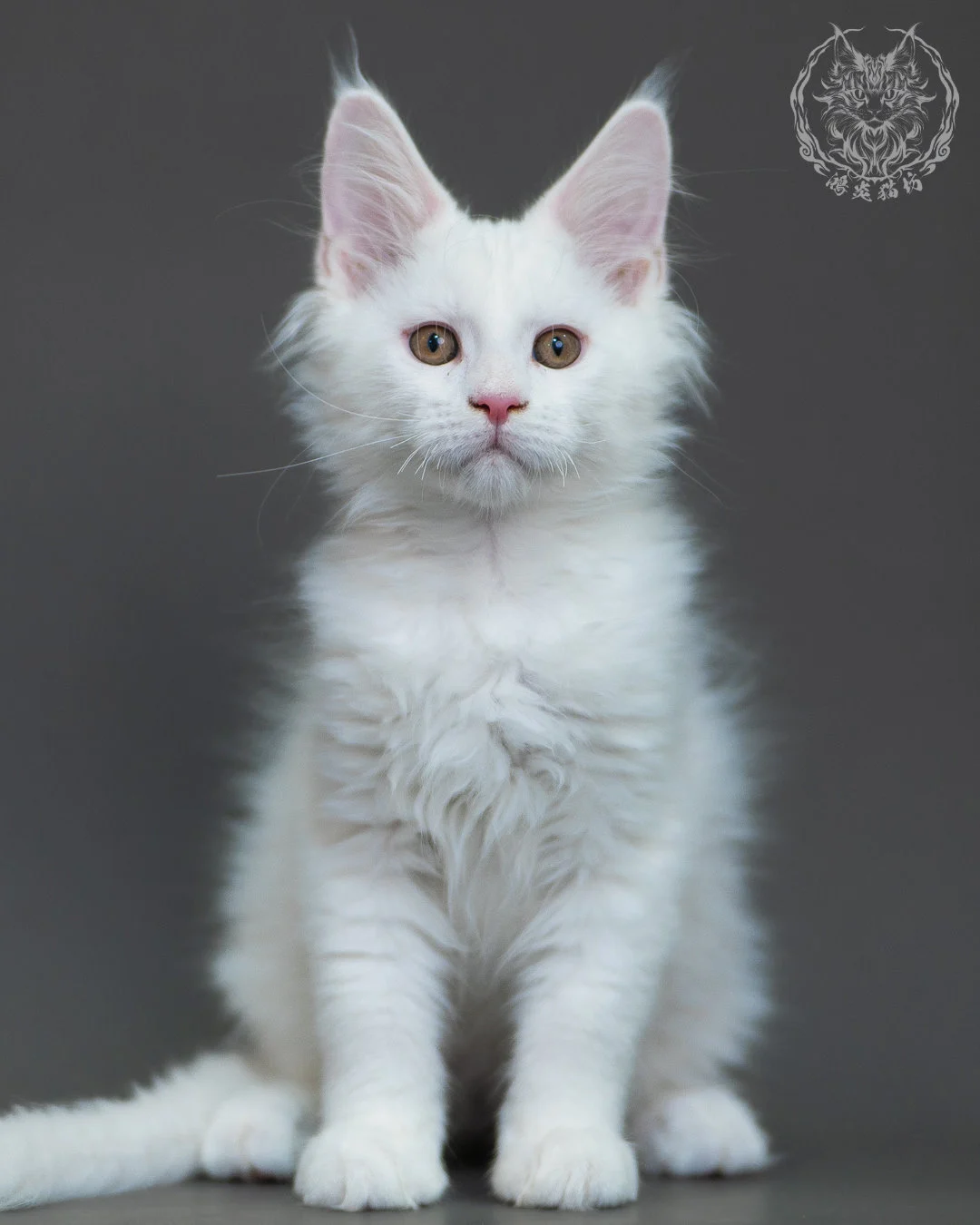 白色 White Maine Coon 3months 1