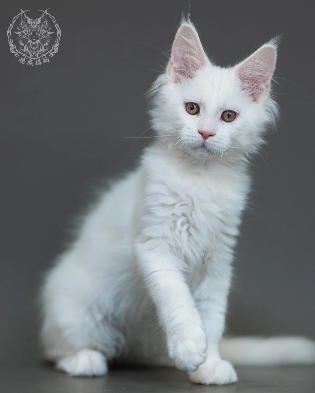 白色 White Maine Coon 3months 3