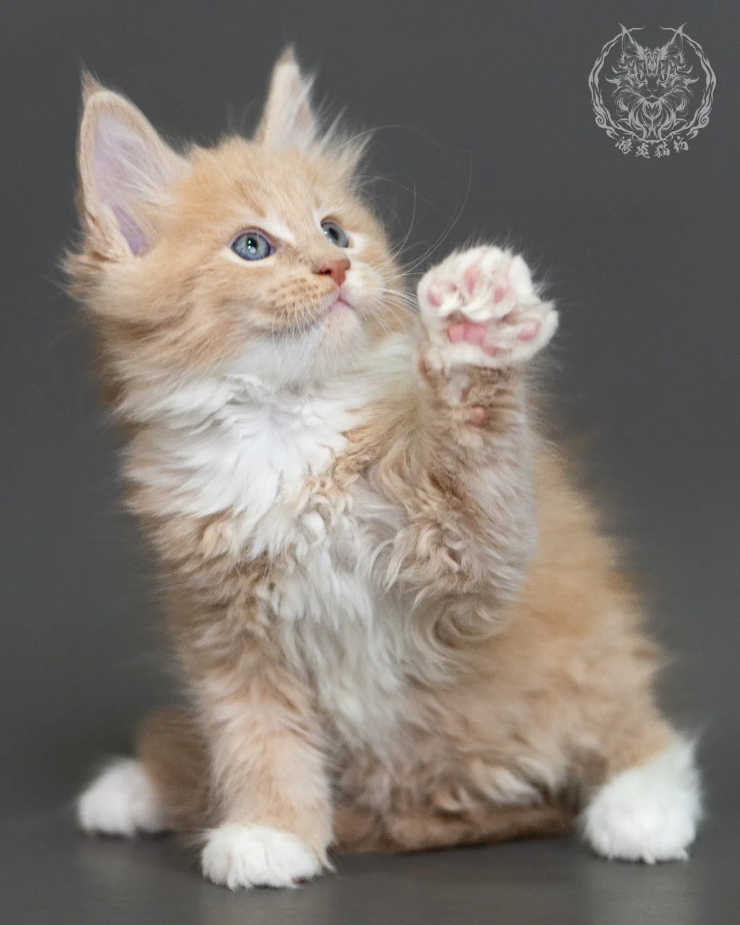 奶油虎斑緬因貓 Cream Tabby Maine Coon 2months Cattery Taichung 8