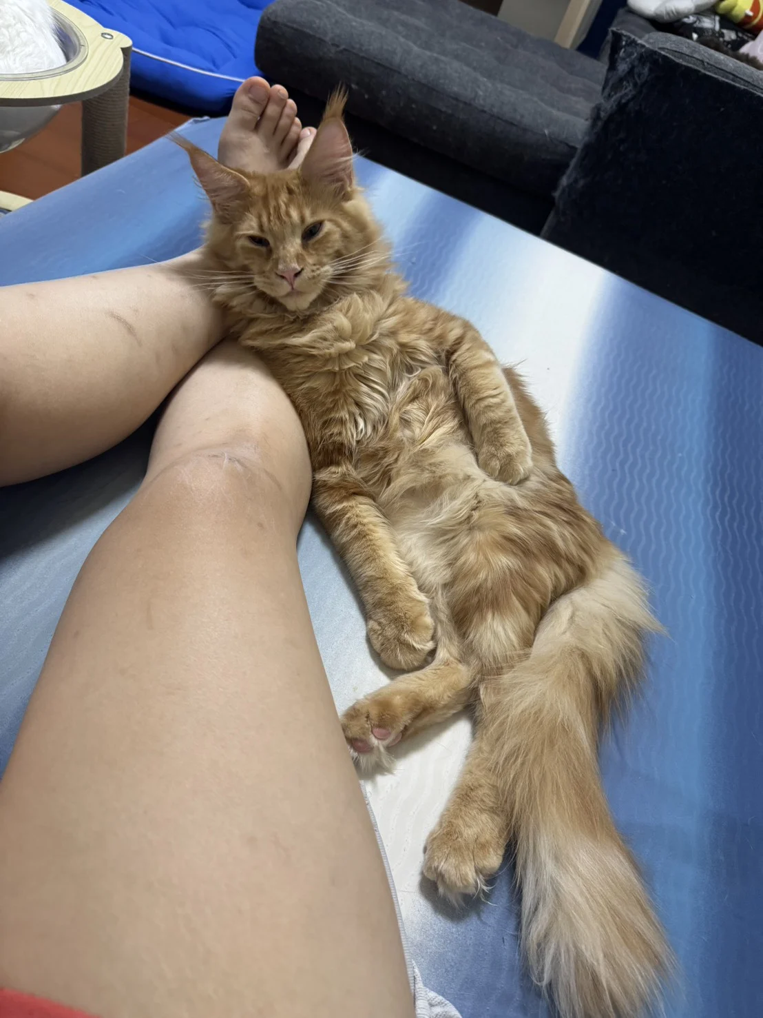 紅虎斑緬因貓