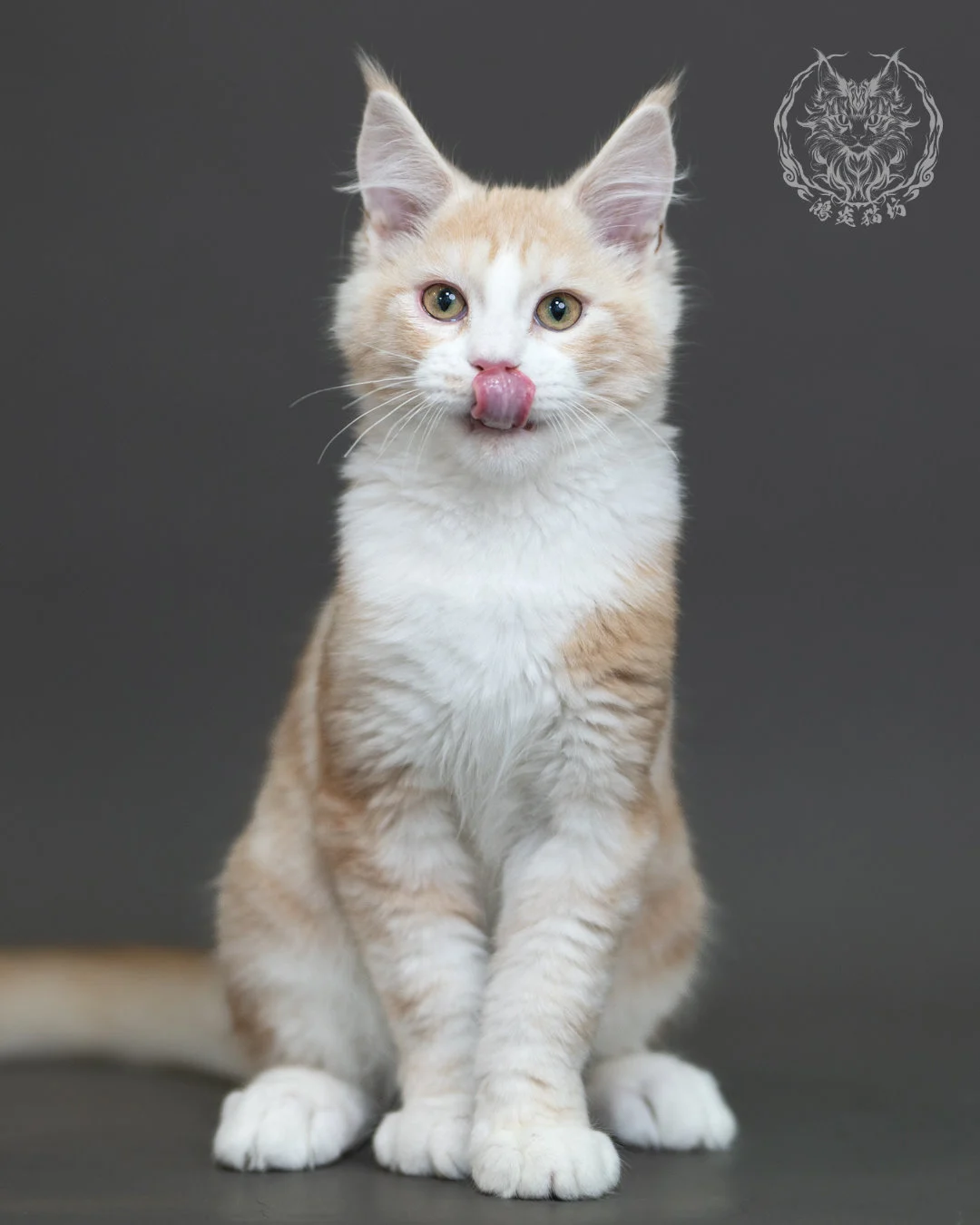 紅銀虎斑緬因貓 Red Silver Tabby Maine Coon 4halfmonths Cattery Taichung 18