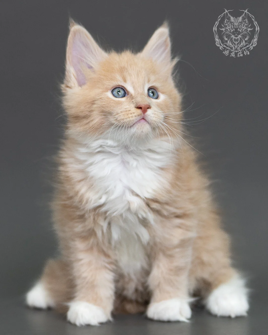 奶油虎斑緬因貓 Cream Tabby Maine Coon 2months Cattery Taichung 5