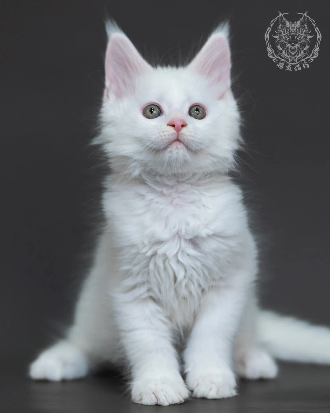 白色緬因貓2個月紀錄 White Maine Coon 2months 8