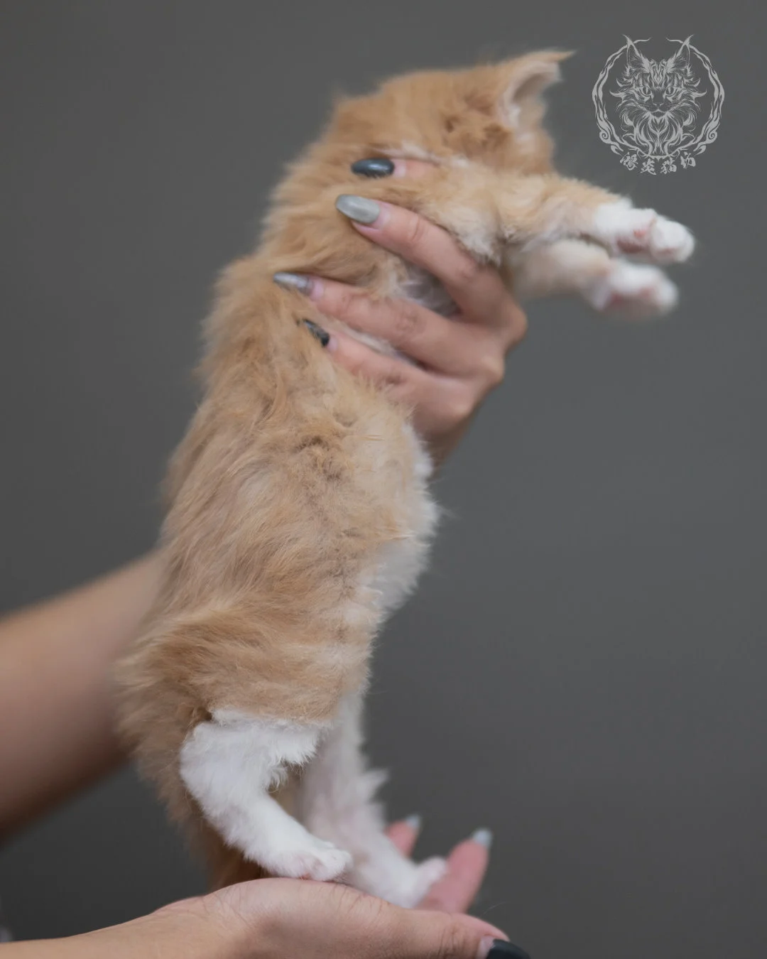 奶油虎斑緬因貓 Cream Tabby Maine Coon 4weeks Cattery Taichung 9