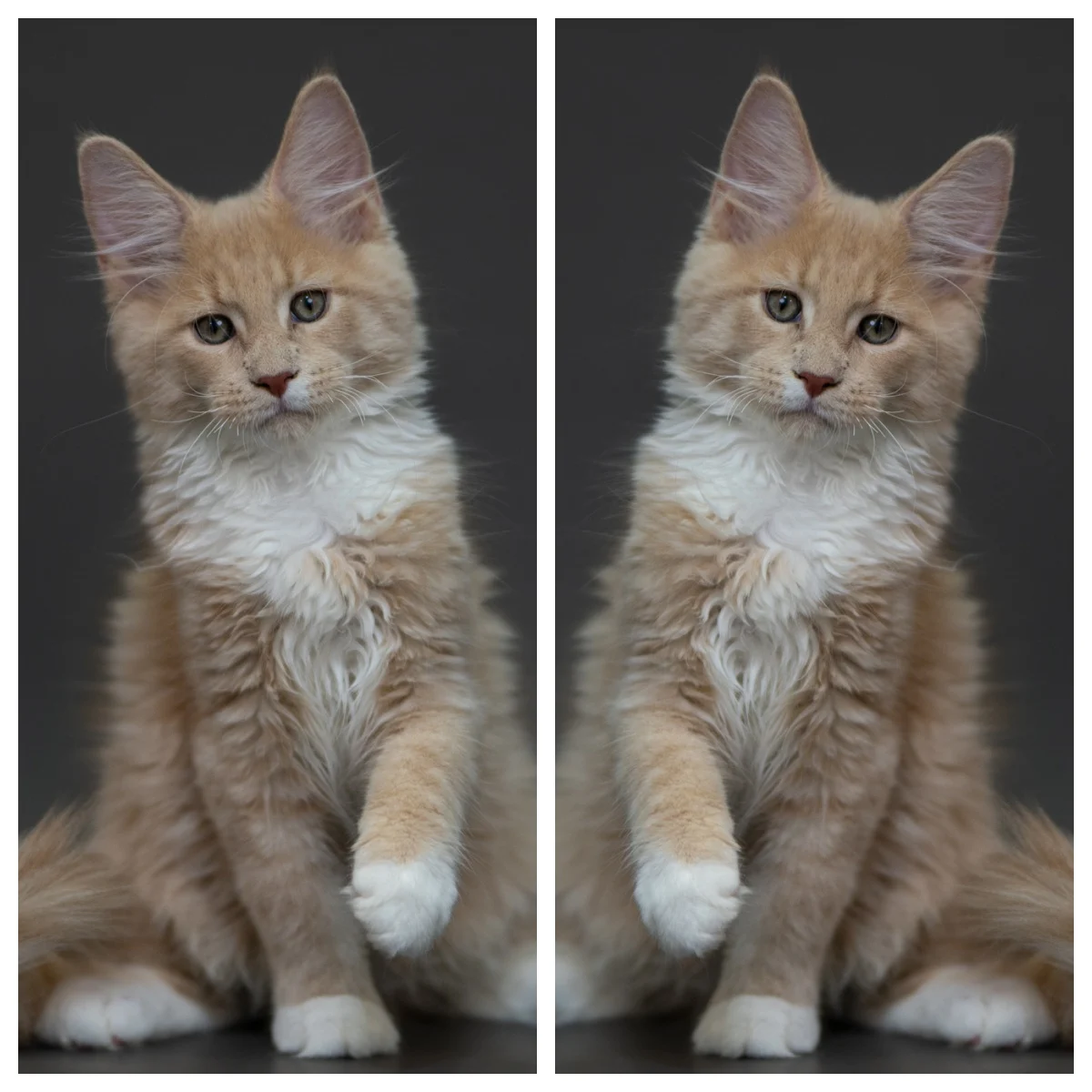 奶油虎斑緬因貓3個月記錄